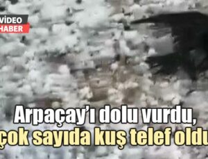 Arpaçay’ı Dolu Vurdu, Çok Sayıda Kuş Telef Oldu