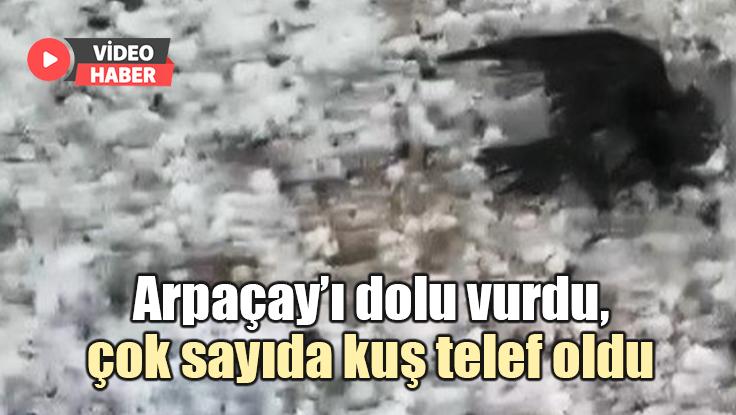 Arpaçay’ı Dolu Vurdu, Çok Sayıda Kuş Telef Oldu