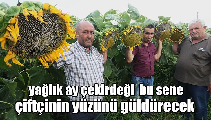 Ay Çekirdeği Çiftçinin Yüzünü Güldürecek