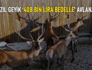 Bolu’da 14 Kızıl Geyik 408 Bin Lira Bedelle Avlanacak