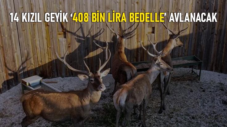 Bolu’da 14 Kızıl Geyik 408 Bin Lira Bedelle Avlanacak