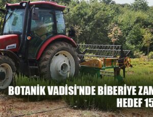 Botanik Vadisi’Nde Biberiye Zamanı: Hedef 15 Ton