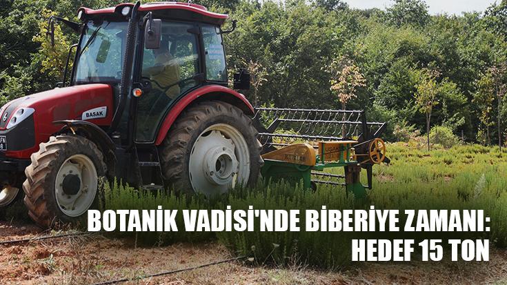 Botanik Vadisi’Nde Biberiye Zamanı: Hedef 15 Ton