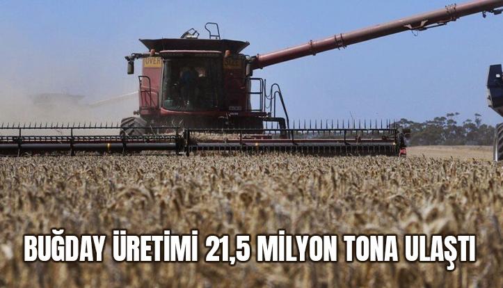 Buğday Üretimi 21,5 Milyon Tona Ulaştı