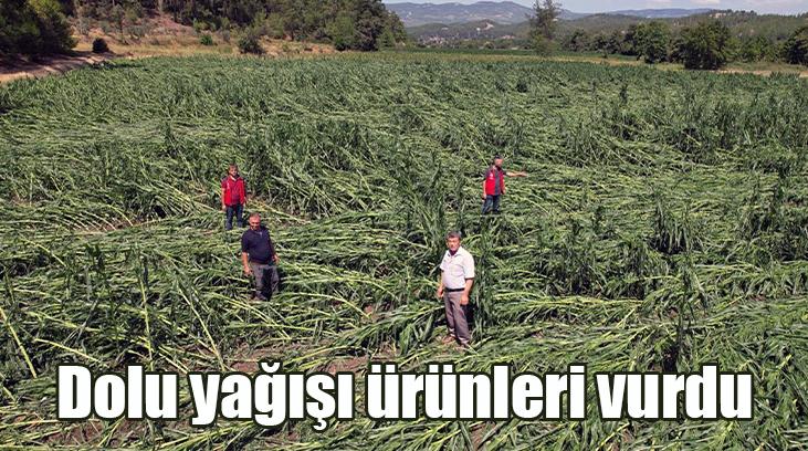 Dolu Yağışı Ürünleri Vurdu