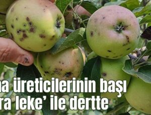 Elma Üreticilerinin Başı ‘Kara Leke’ Ile Dertte