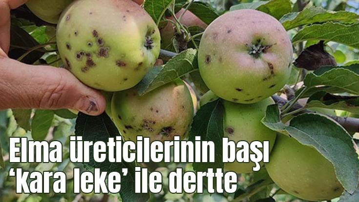 Elma Üreticilerinin Başı ‘Kara Leke’ Ile Dertte