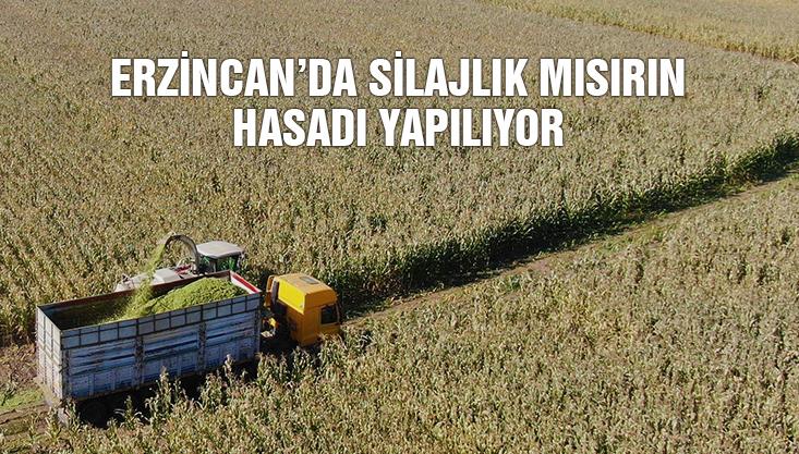 Erzincan’da Silajlık Mısırın Hasadı Yapılıyor