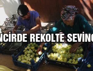 İncirde Rekolte Sevinci