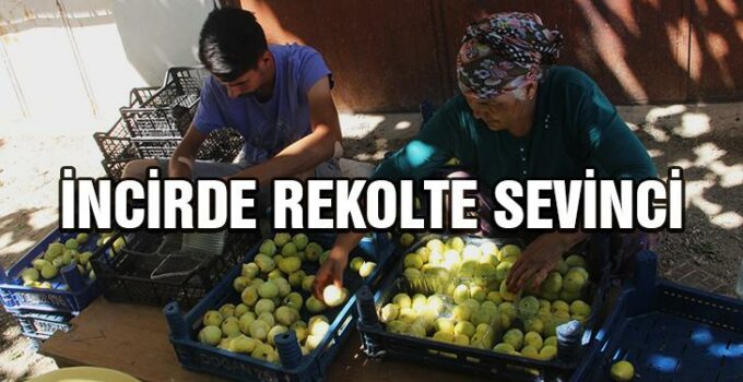 İncirde rekolte sevinci