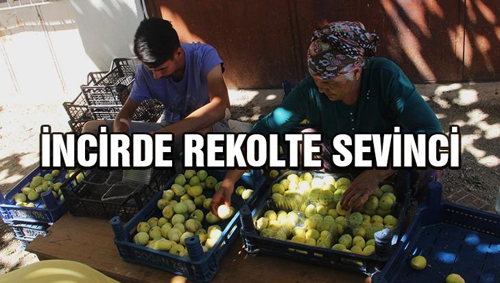 İncirde Rekolte Sevinci