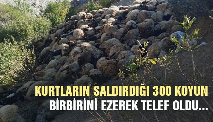 Kurtların Saldırdığı 300 Koyun Birbirini Ezerek Telef Oldu