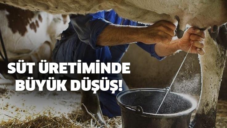 Süt Üretiminde Düşüş Devam Ediyor