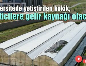 Üniversitede Yetiştirilen Kekik, Üreticilere Gelir Kaynağı Olacak