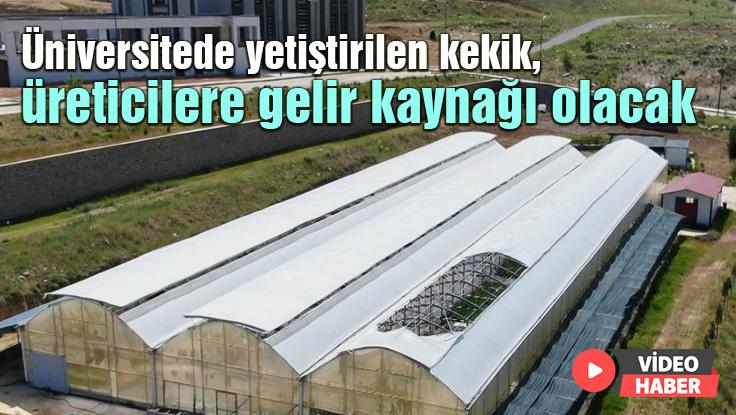 Üniversitede Yetiştirilen Kekik, Üreticilere Gelir Kaynağı Olacak