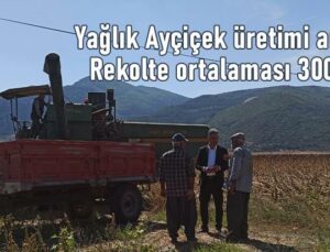 Yağlık Ayçiçek Üretimi Arttı: Rekolte Ortalaması 300 Kg