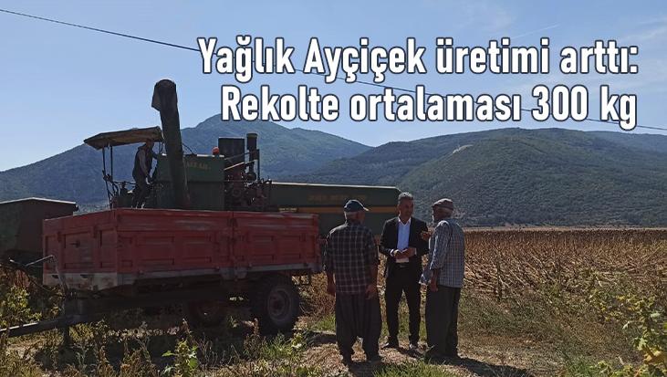 Yağlık Ayçiçek Üretimi Arttı: Rekolte Ortalaması 300 Kg