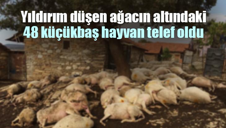 Yıldırım Düşen Ağacın Altındaki 48 Küçükbaş Hayvan Telef Oldu