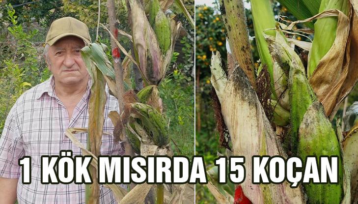 1 Kök Mısırda 15 Koçan