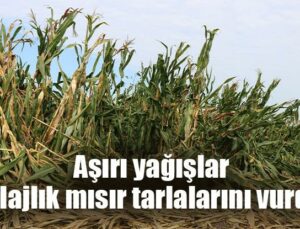 Aşırı Yağışlar Silajlık Mısır Tarlalarını Vurdu!