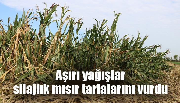 Aşırı Yağışlar Silajlık Mısır Tarlalarını Vurdu!