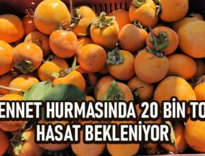 Cennet Hurmasında 20 Bin Ton Hasat Bekleniyor