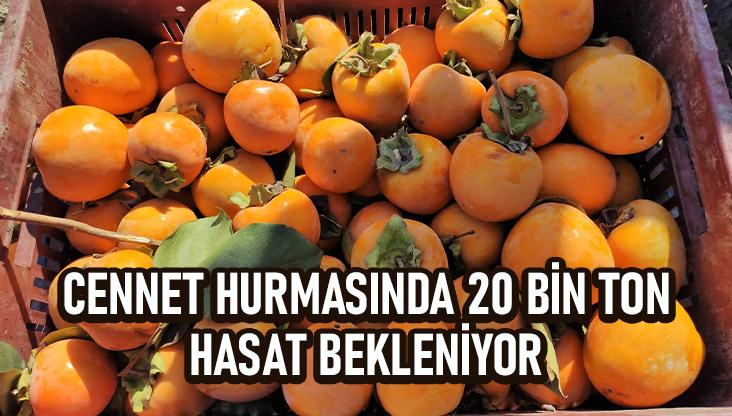 Cennet Hurmasında 20 Bin Ton Hasat Bekleniyor