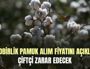 Çukobirlik Pamuk Alım Fiyatını Açıkladı: Çiftçi Zarar Edecek