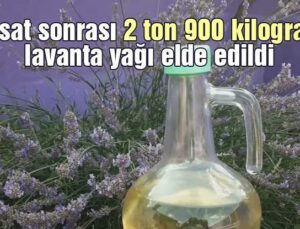 Hasat Sonrası 2 Ton 900 Kilogram Lavanta Yağı Elde Edildi