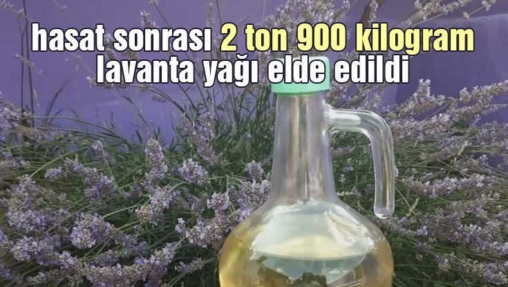 Hasat Sonrası 2 Ton 900 Kilogram Lavanta Yağı Elde Edildi