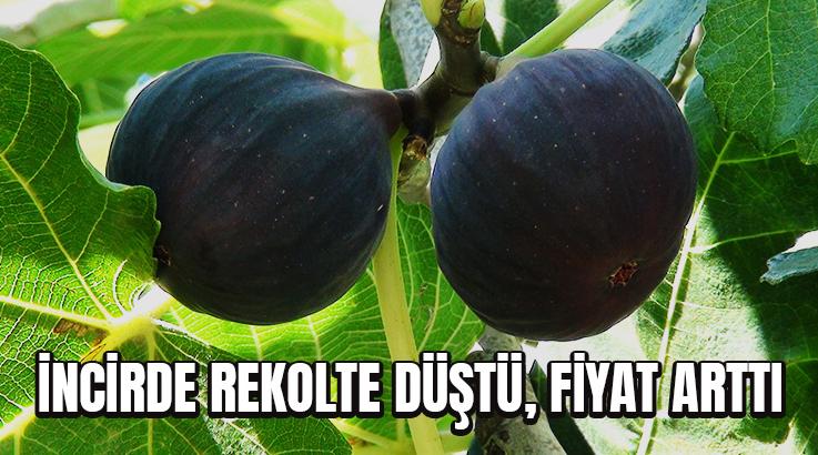 İncirde Rekolte Düştü, Fiyat Arttı