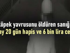 Köpek Yavrusunu Öldüren Sanığa 6 Ay 20 Gün Hapis Ve 6 Bin Lira Ceza