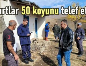 Kurtlar 50 Koyunu Telef Etti