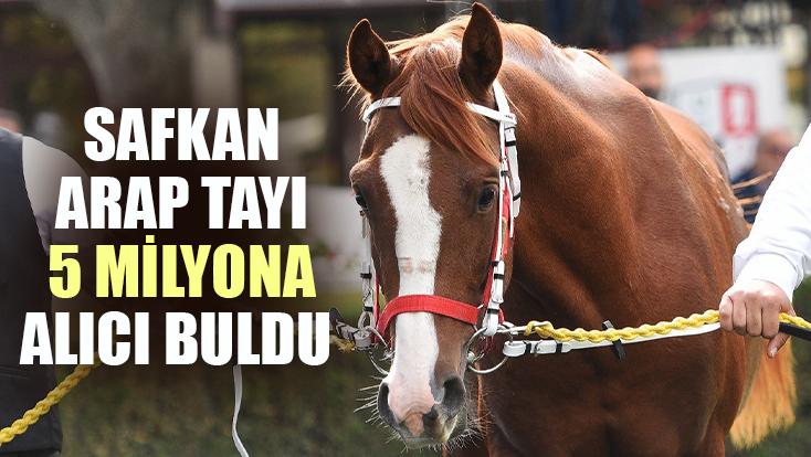 Safkan Arap Tayı 5 Milyona Alıcı Buldu