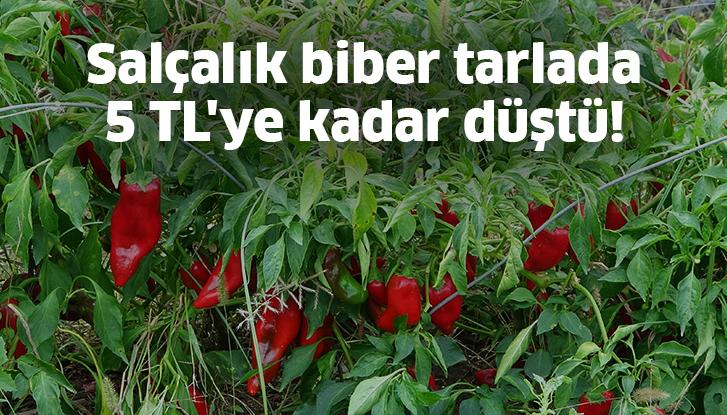 Salçalık Biber 5 Tl’Ye Kadar Düştü!