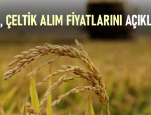 Tmo, Çeltik Alım Fiyatlarını Açıkladı