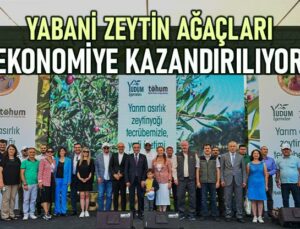 Yabani Zeytin Ağaçları Ekonomiye Kazandırılıyor