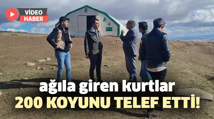 Ağıla Giren Kurtlar 200 Koyunu Telef Etti