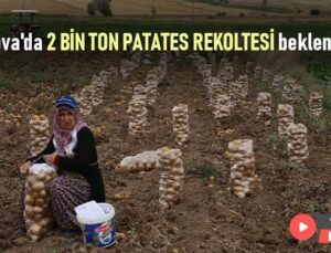 Artova’Da 2 Bin Ton Patates Rekoltesi Bekleniyor