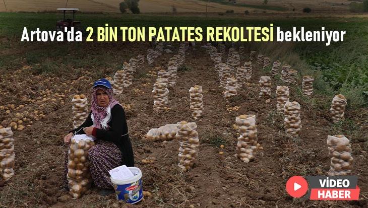 Artova’Da 2 Bin Ton Patates Rekoltesi Bekleniyor