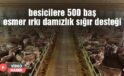 Besicilere 500 baş esmer ırkı damızlık sığır desteği