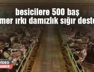 Besicilere 500 Baş Esmer Irkı Damızlık Sığır Desteği