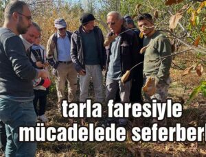 Beyşehir’De Tarla Faresi Ile Mücadelede Seferberlik