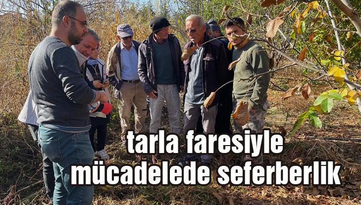 Beyşehir’De Tarla Faresi Ile Mücadelede Seferberlik