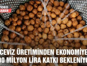 Bitlis’Te Ceviz Üretiminden Ekonomiye 700 Milyon Lira Katkı Sağlanması Bekleniyor