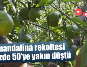 Mandalina Rekoltesi Yüzde 50’Ye Yakın Düştü