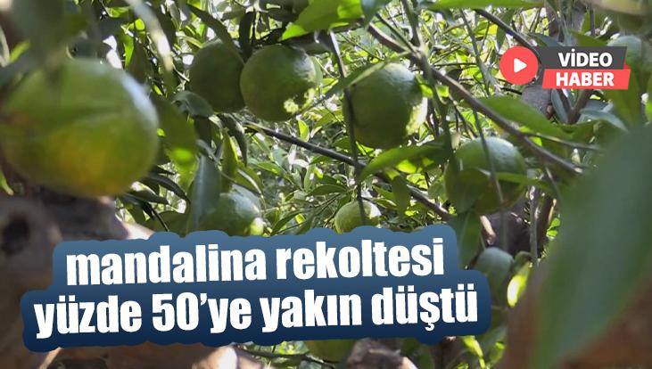 Mandalina rekoltesi yüzde 50’ye yakın düştü