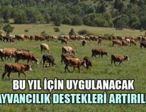 Bu Yıl Için Uygulanacak Hayvancılık Destekleri Artırıldı