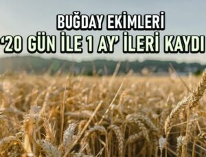 Buğday Ekimleri 20 Gün Ile 1 Ay Ileri Kaydı