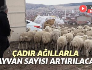 Çadır Ağıllarla Hayvan Sayısı Artırılacak